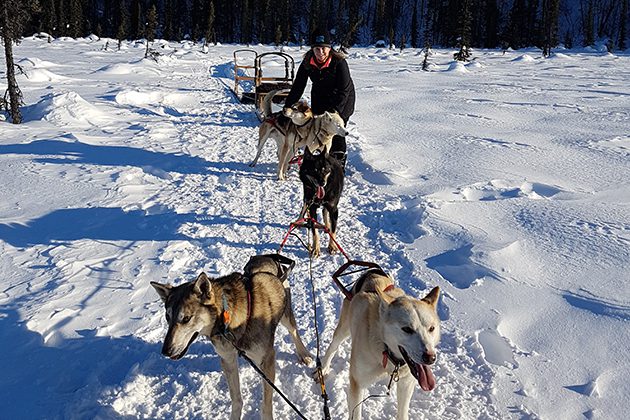 A woman on a sled with dogs in the snow