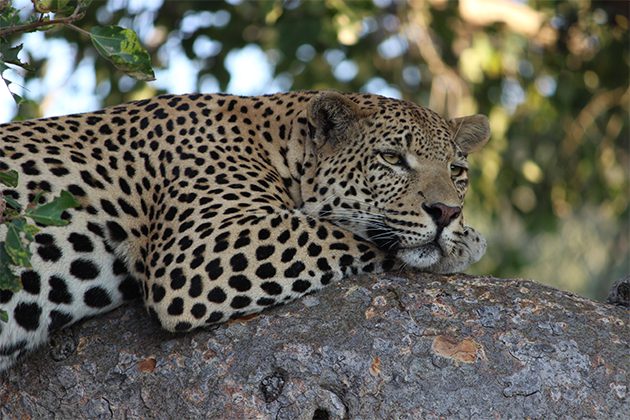 Leopards-(1) Leopards-(1)