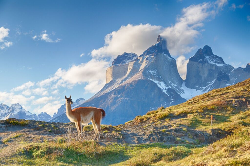 Guanaco in front of a mountain