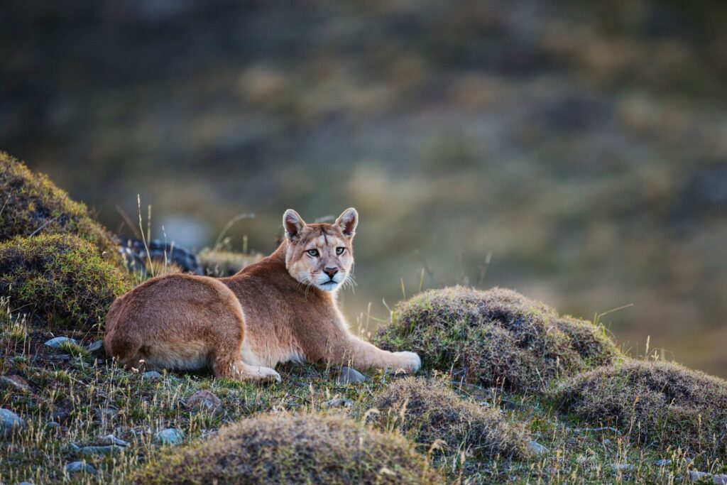 puma laying in grass