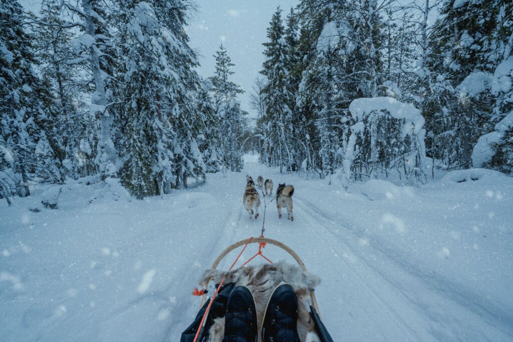 Point of View of person in dog sled cart in snow filled forest