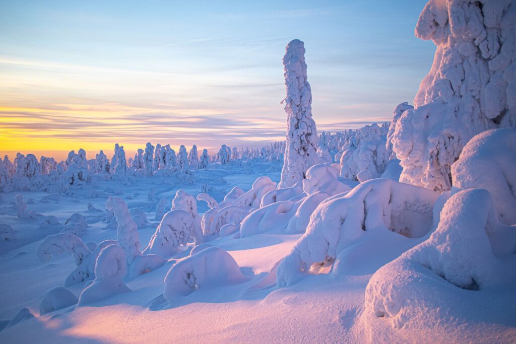 snowy scape in the morning light