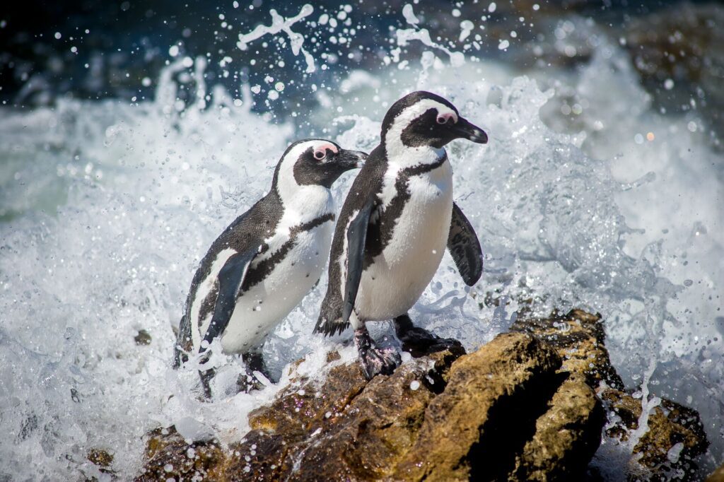 Penguins on rock with a wave crashing behind them