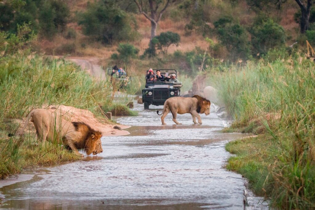 ?Two lions crossing a watery path with safari vehichles in the background