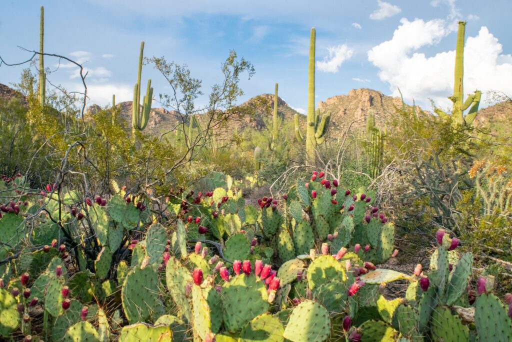 Saguaro Cactus in Desert