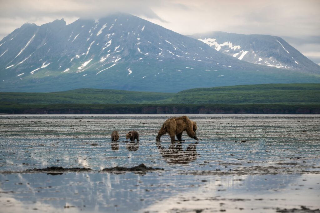 Brown Bear Sow and her Cubs Digging For Clams in the Mud With Mountains in the Background