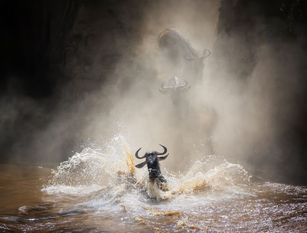 Migration Scene as Wildebeest Splash Through Mara River
