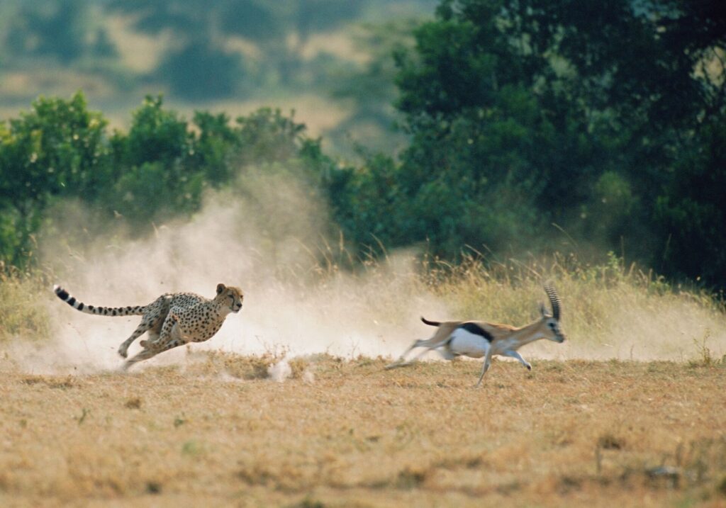 Cheetah chasing Thomson's gazelle (blurred motion)