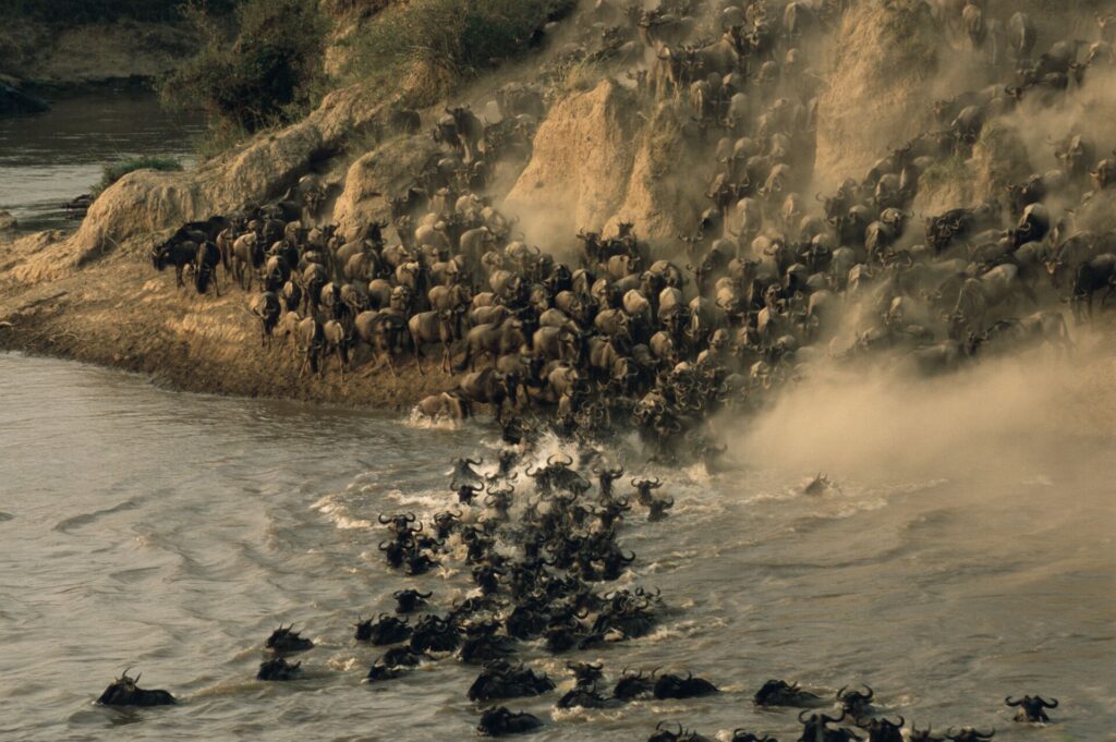 Wildebeest (Connochaetes taurinus) herd crossing Mara River