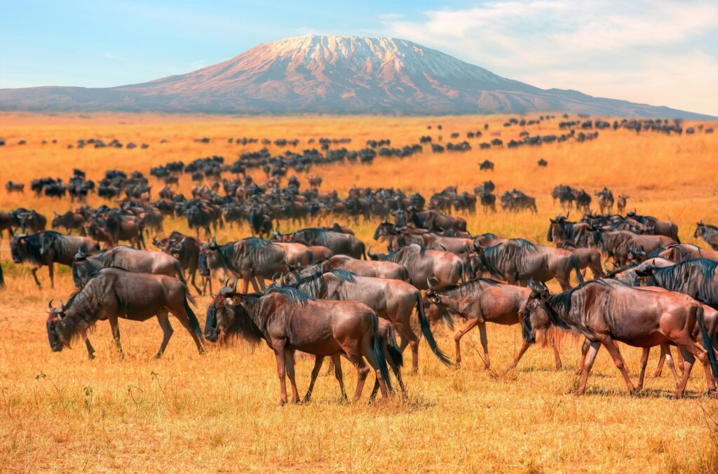Wildebeest herd at wild with Mt Kilimanjaro