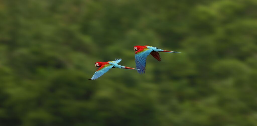 Flying Scarlet Macaw
