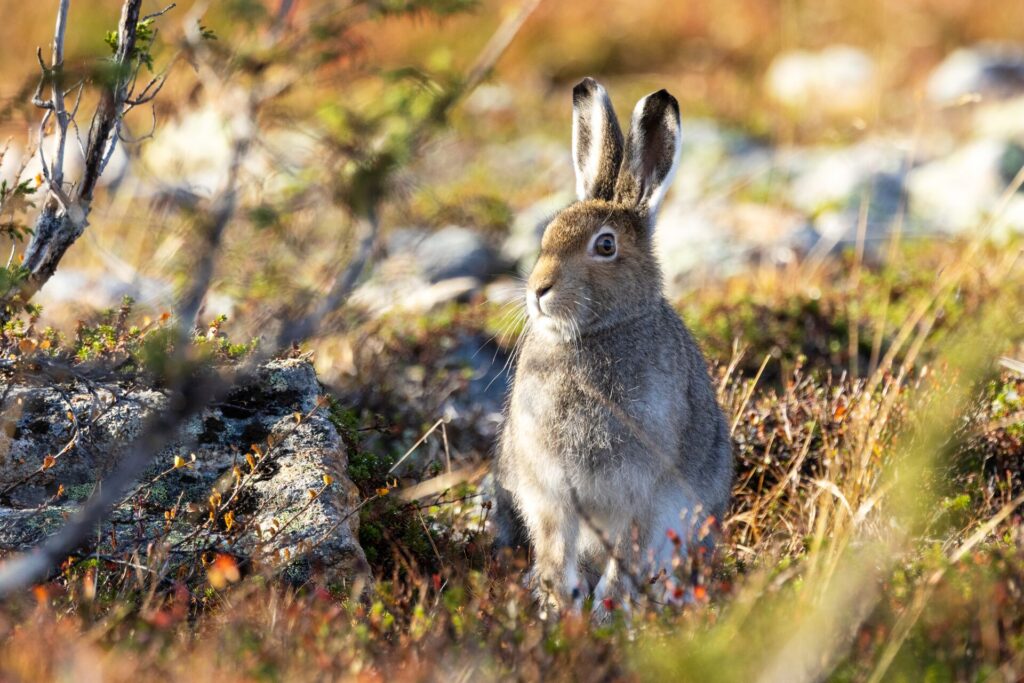 Mountain hare standing still on an autumnal hillside
