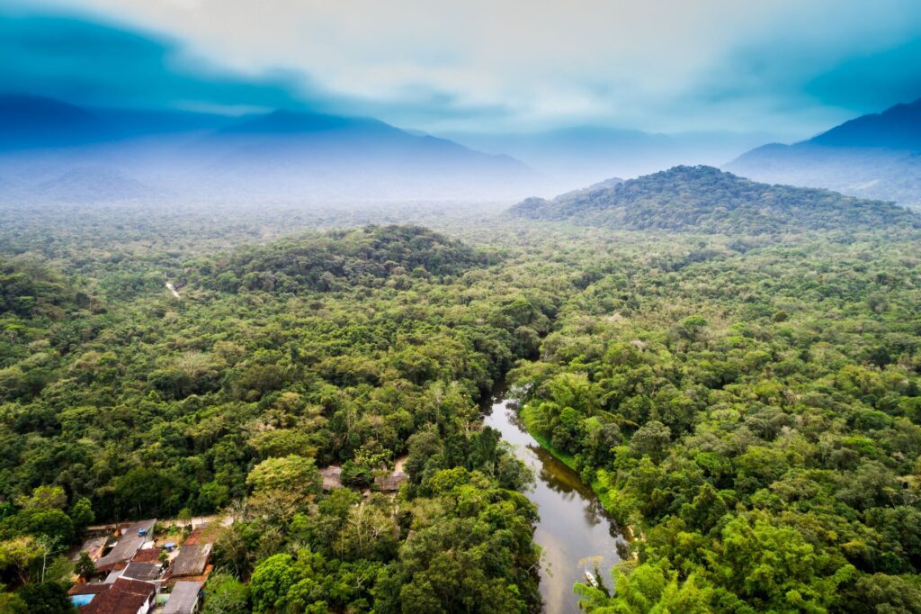 birds eye view of amazon rainforest