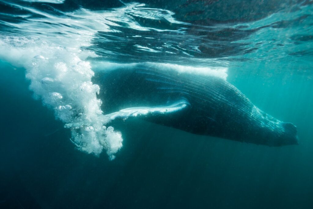 Humpback whale playing on the surface, coast of South Africa Image was taken during the northerly annual migration of these whales to the warmer