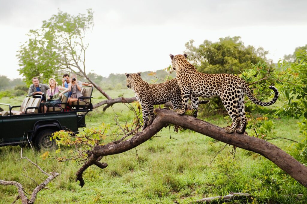 Two leopards on tree watching tourists in jeep, back view