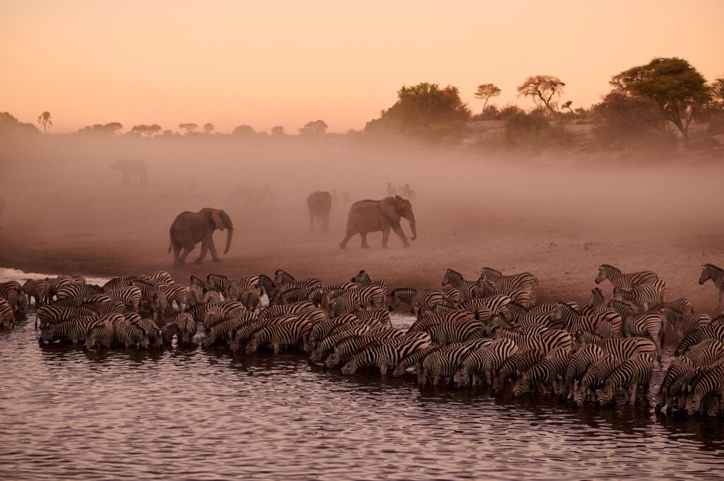a herd of zebra with elephants in the background