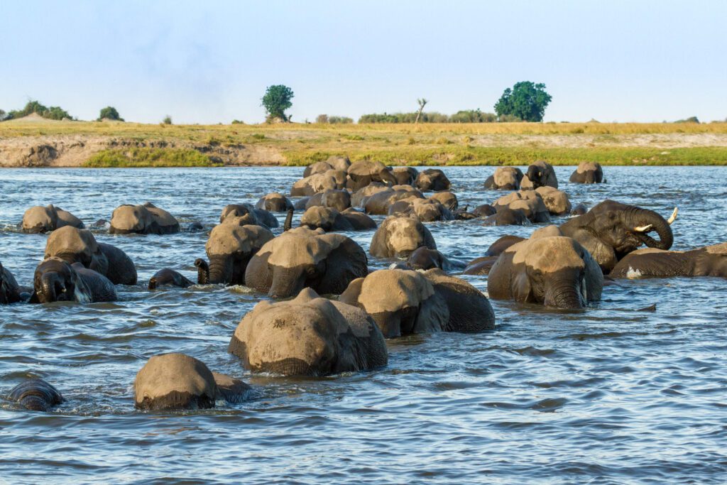 a herd of elephants in water