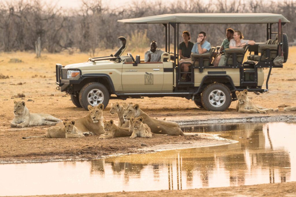 a pride of lions being viewed by a safari vehicle