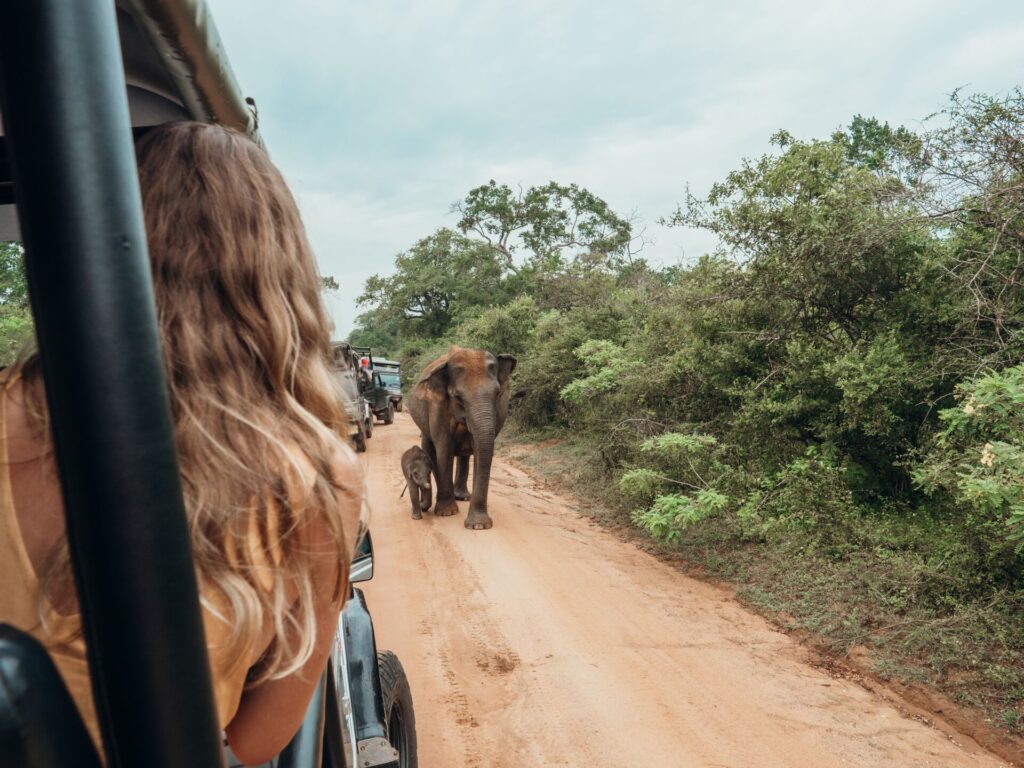 Happy young woman on a luxury safari looking at will elephants walking nearby.