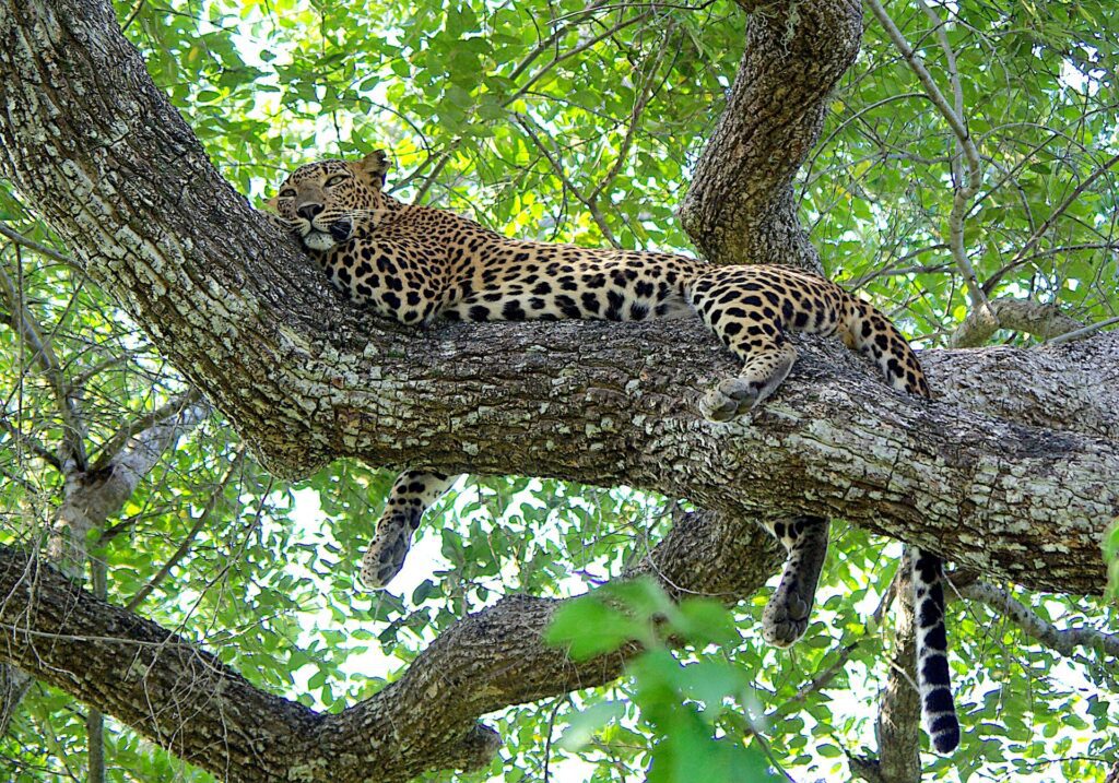 Leopard - Yala National Park