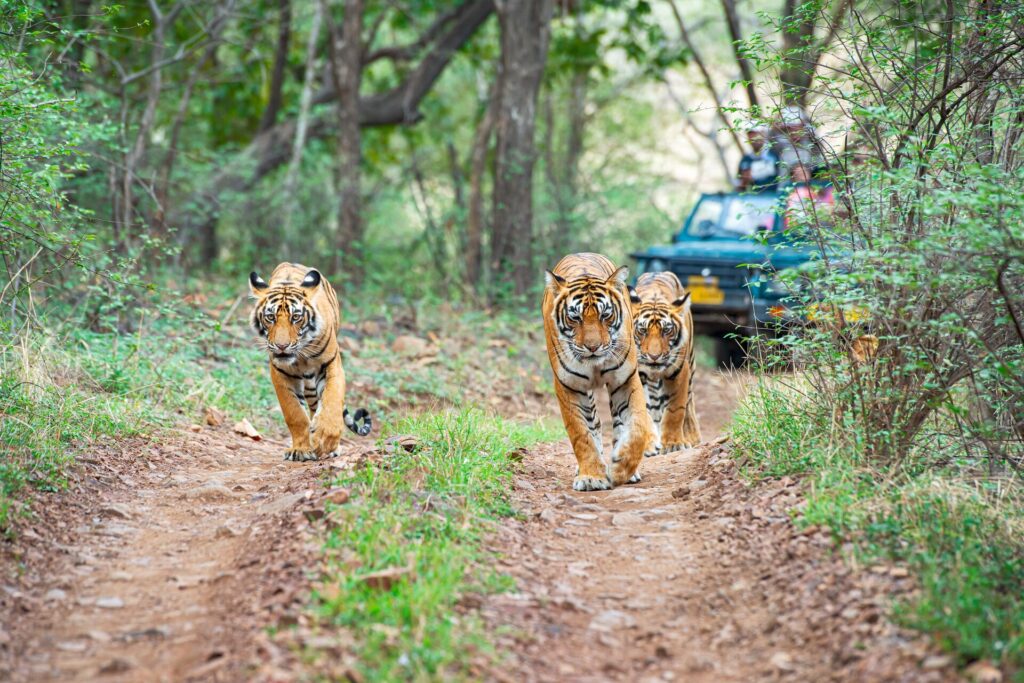 Tigers followed by vehicle