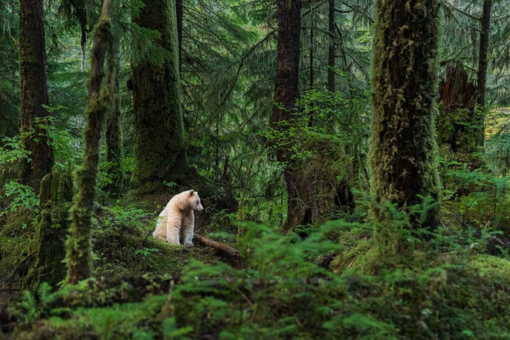 Spirit bear on Gribbell Island in the Great Bear Rainforest