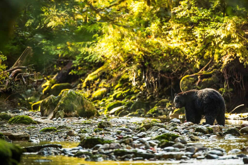 Black bear (Ursus americanus) fishing in a stream in the Great Bear Rainforest