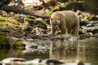Great Bear Rainforest - Spirit Bear looking out over water