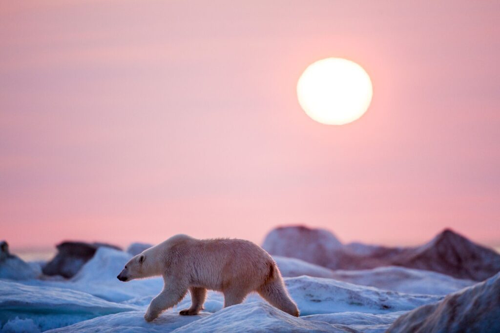 Polar Bear with the midnight sun