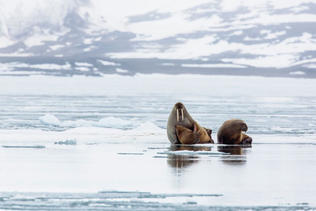 walrus on the ice