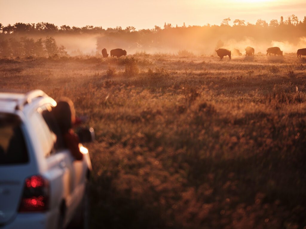 Car looking out at Bison in the distance