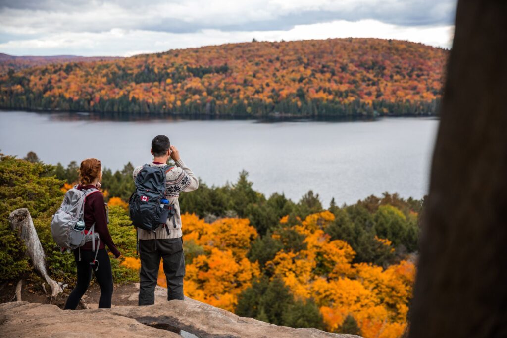 People looking out at autumnal forest