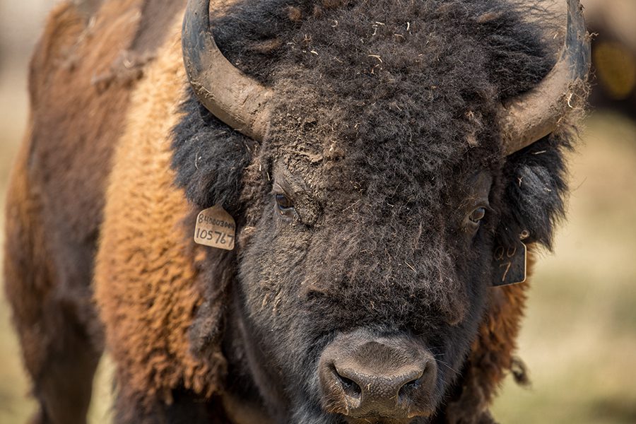 Buffalo in Wanuskewin Heritage Park in Saskatchewan