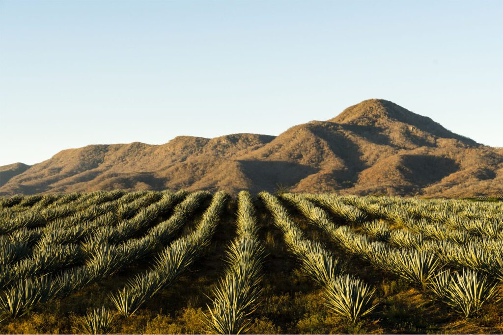A field of Agave tequilana, commonly called blue agave (agave azul) or tequila agave, is an agave plant that is an important economic product of Jalisco, Mexico.