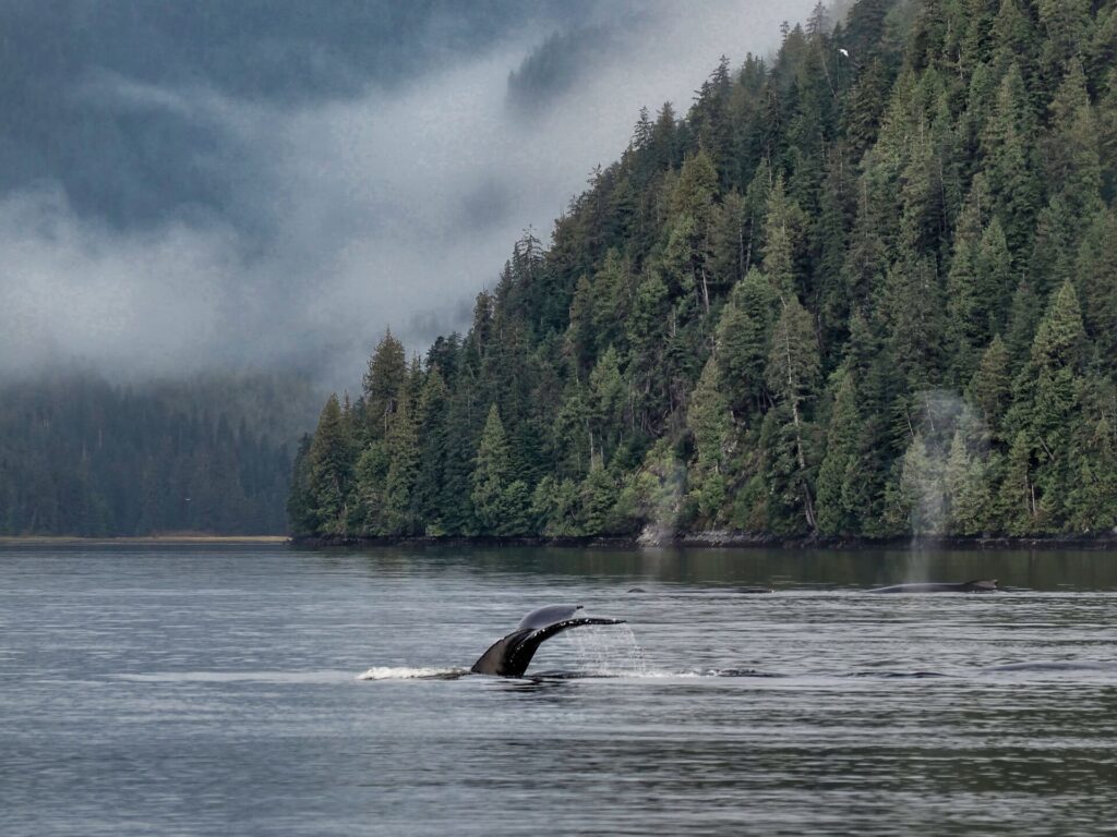 Humpback whale, Great Bear Rainforest