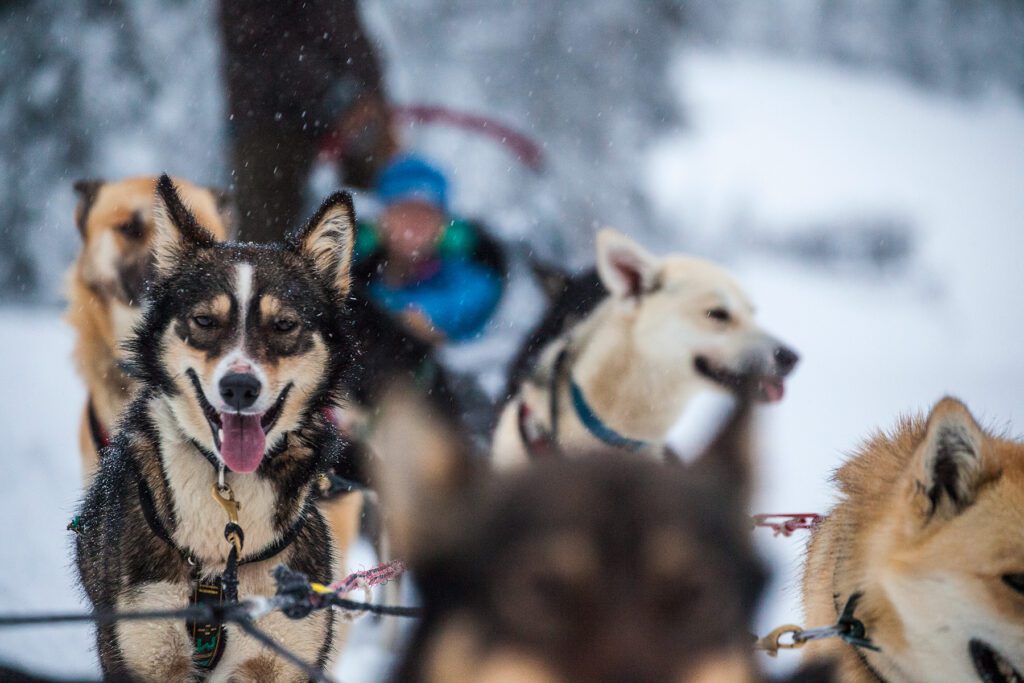 Dogsledding at Sun Peaks Resor