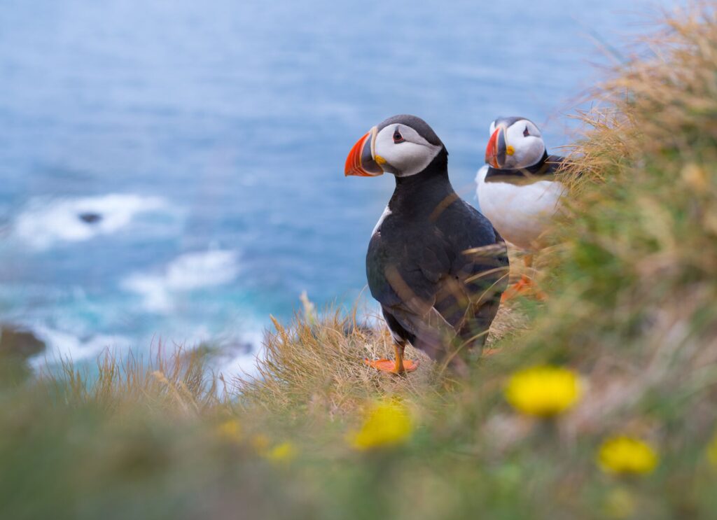 Puffins sitting ona cliff edge