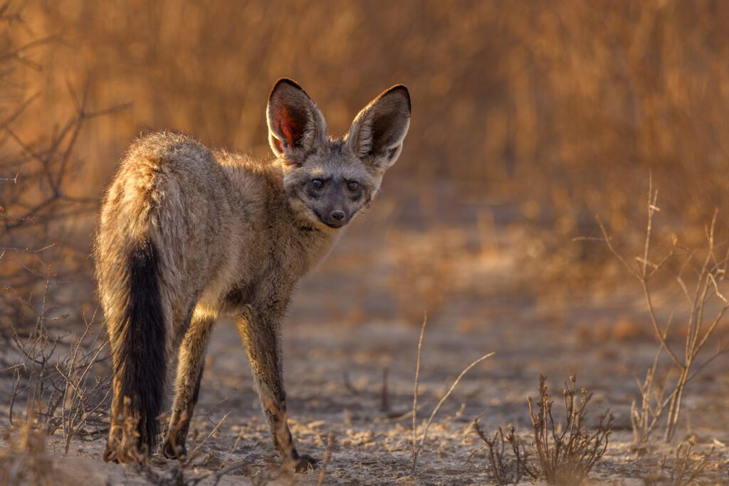 Portrait of bat eared fox standing on field