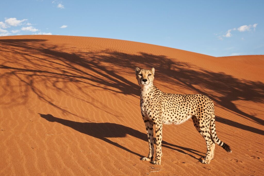 Cheetah (Acinonyx jubatus) with desert landscape in back ground