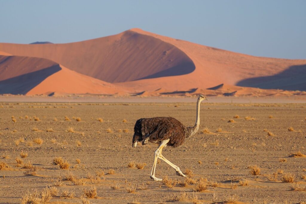 Common Ostrich running in the desert