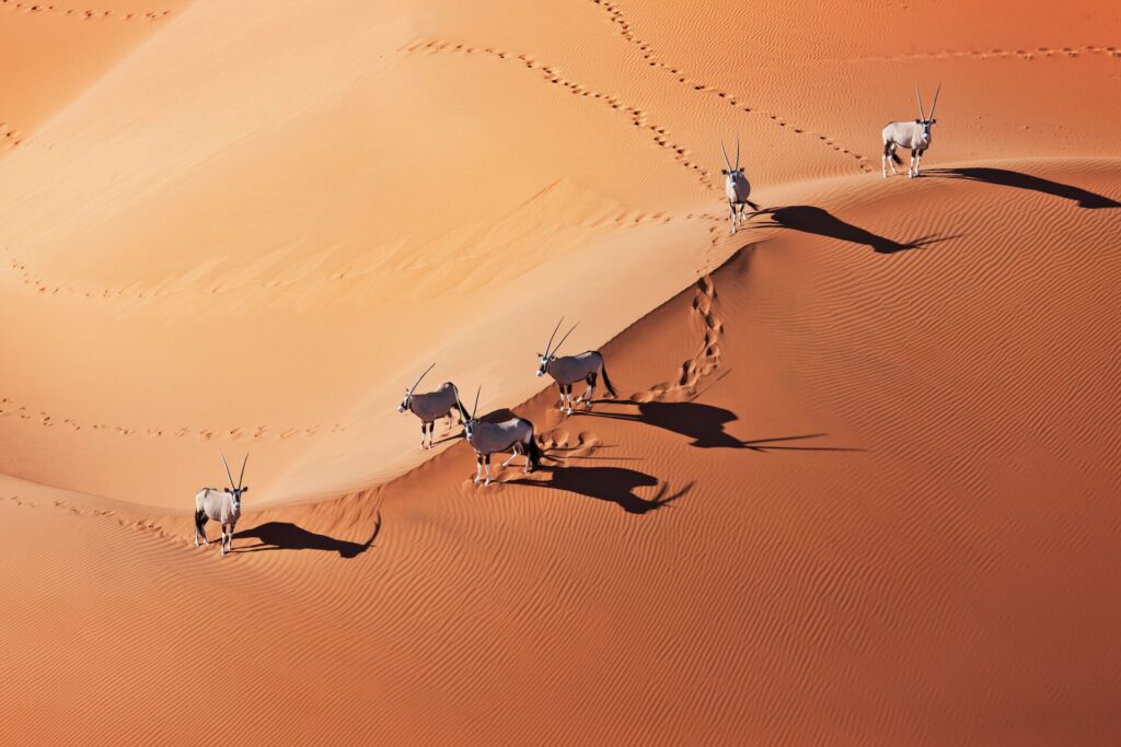 Namib-Naukluft National Park - Gemsboks (Oryx gazella) in typical desert habitat