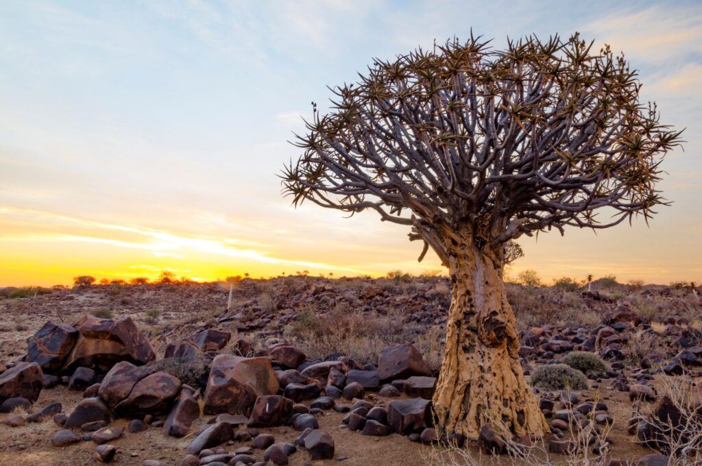 Near Keetmanshoop - Quiver Tree At The Quiver Tree Forest