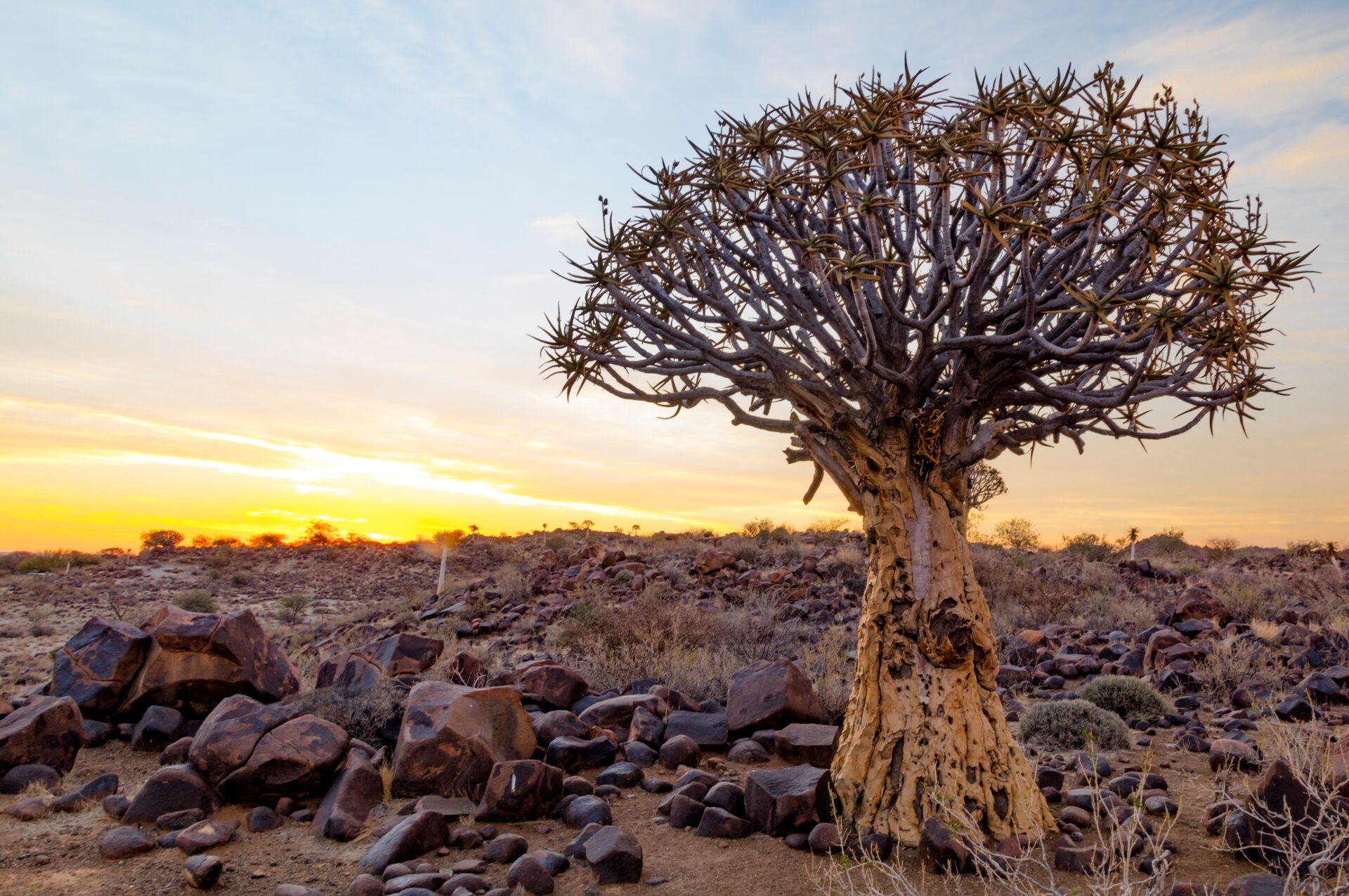 Namibia Native Trees Wildlife of Namibia: What Animals You Can Expect to See