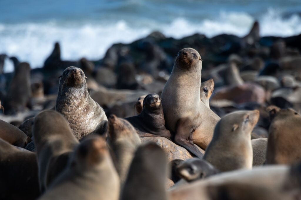 Hundreds of grey seals
