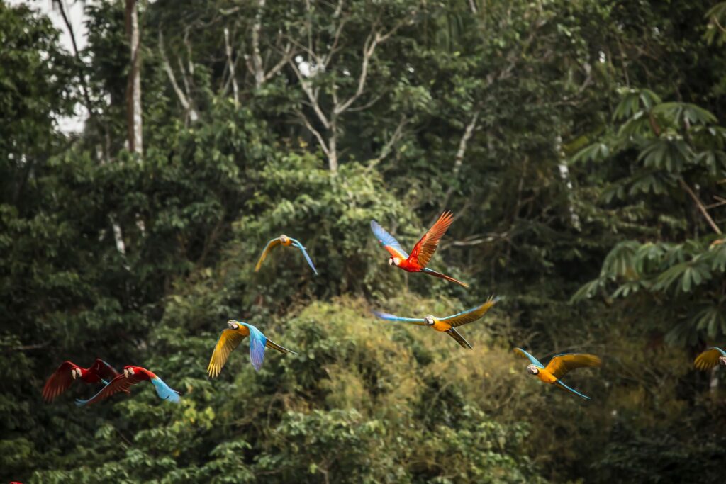 Macaws flying by