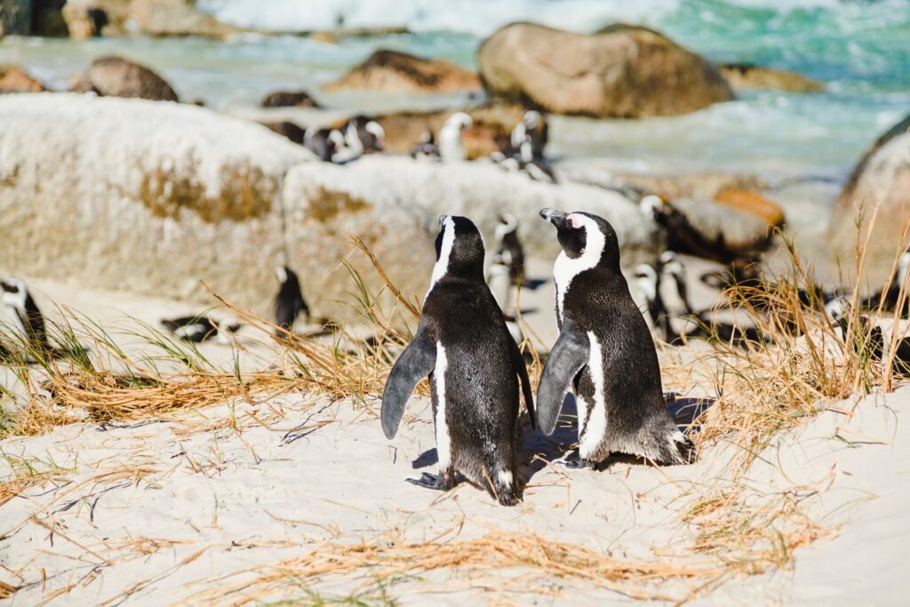 Colony of african penguins