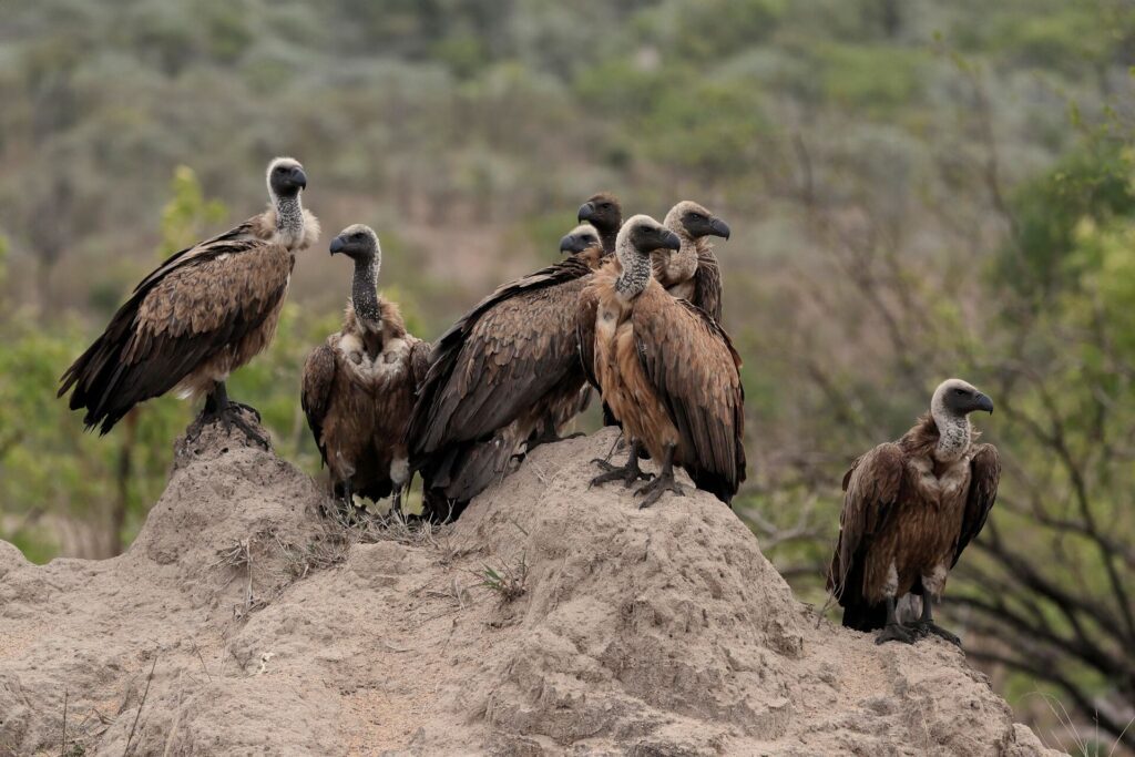 White-backed vulture (Gyps africanus), group, adult, aler