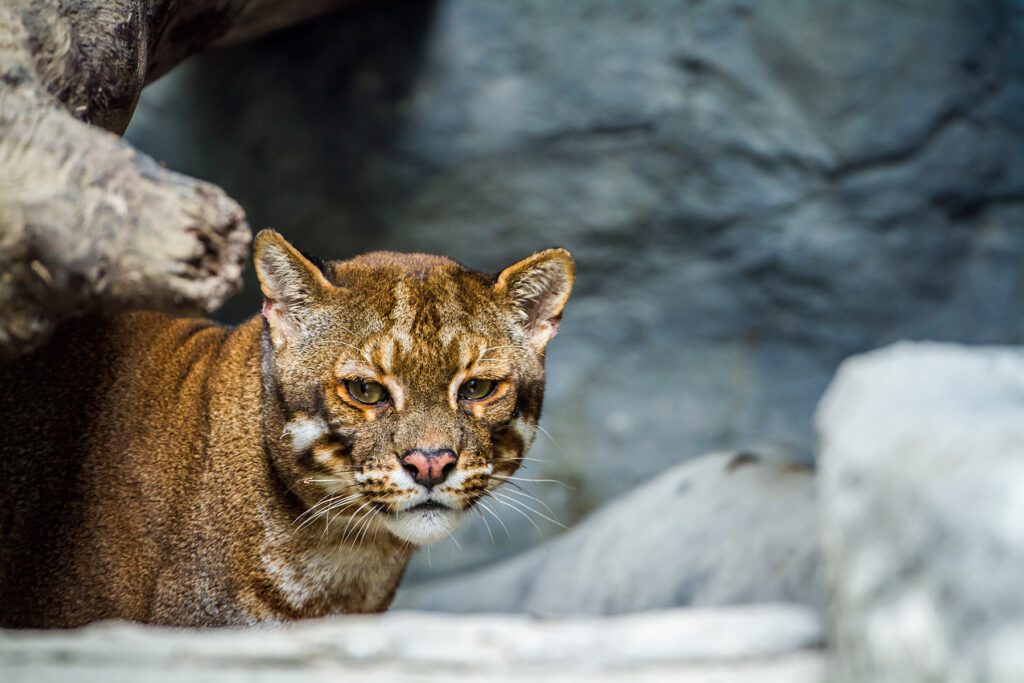 Asiatic Golden Cat in a stony wooded area