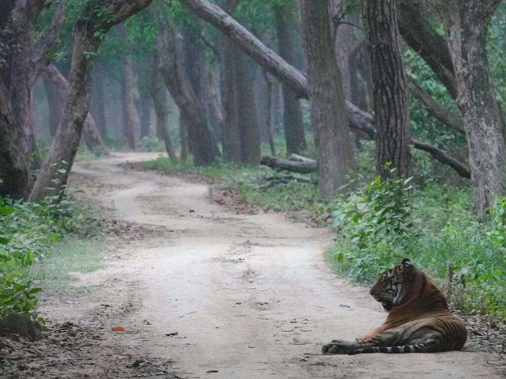 Tiger resting on the road