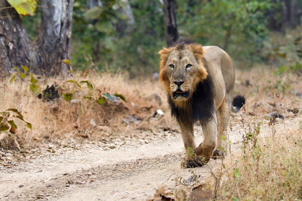 Asiatic Lion walking down a dirt path